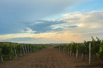 Fototapeta na wymiar green vineyard landscape with rows of vine trees. country harvesting sceene