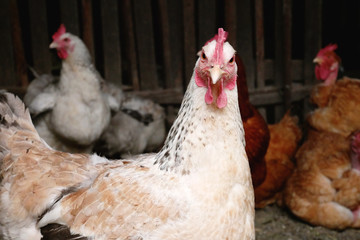 Hen portrait close up in hen house