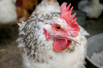 White hen close up animal portrait