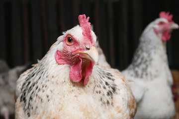 White hen portrait close up in hen house.