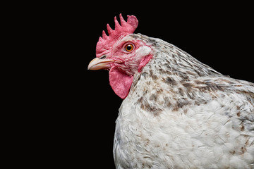 Portrait of white hen on black background close up with copy space.