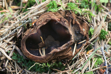 Rare Sarcosoma globosum, known as witches cauldron or Charred-Pancake Cup, wild fungus from Finland