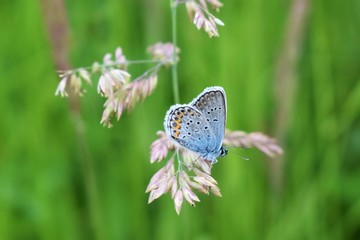 butterfly on a flower