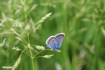butterfly on grass