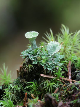 Cladonia pleurota, known as gray cup lichen or red-fruited pixie cup lichen, and Dicranum moss