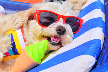 dog with sunglasses on the beach