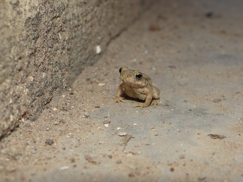 Sharma Photography