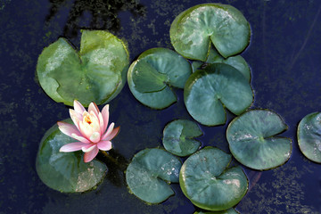 Obraz na płótnie Canvas Blooming water lily in the pond.