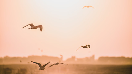 A group of wild seagulls taking flight and flying off high into the sky towards the rising sun, during the morning golden hour which was casting this orange-gold colour tone upon the entire scene.