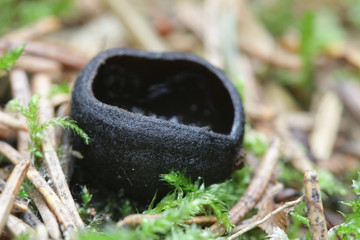 Pseudoplectania nigrella, commonly known as the ebony cup, the black false plectania, or the hairy black cup
