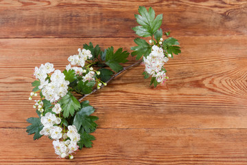 Fototapeta na wymiar Small branch of the flowering hawthorn on wooden surface