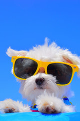 dog with sunglasses on blue background