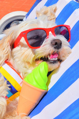 dog with sunglasses on the beach