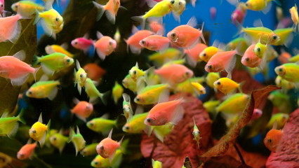 Obraz na płótnie Canvas exotic colorful fish in the aquarium