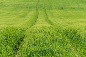 Green field with agriculture meadow and blue sky. Panoramic view to grass on the hill on sunny spring day