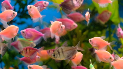 Obraz premium exotic colorful fish in the aquarium