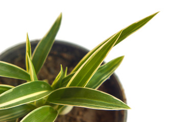 Striped Dracaena Plant on white background