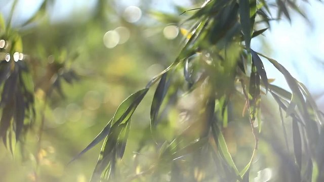 green treen and sun