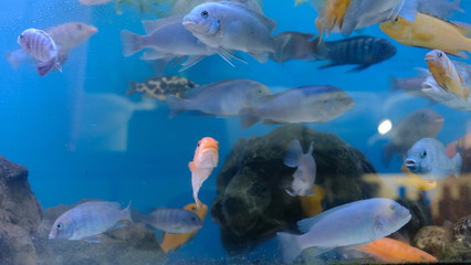 exotic colorful fish in the aquarium