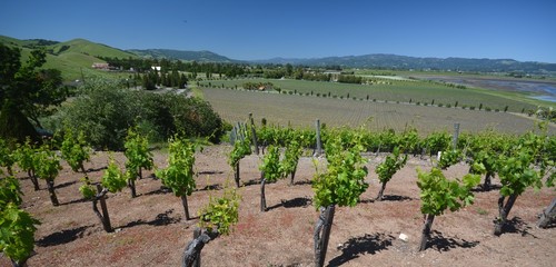 Fototapeta na wymiar Impressions from the vineyards in Sonoma County from April 29, 2017, California USA