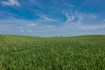 Green field with agriculture meadow and blue sky. Panoramic view to grass on the hill on sunny spring day