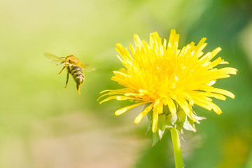 Biene fliegend