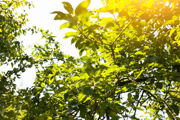 Apple tree in the summer. Nature fruit.