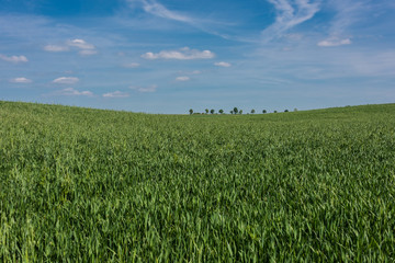 Green field with yellow flowers and blue sky. Panoramic view to grass on the hill on sunny spring day