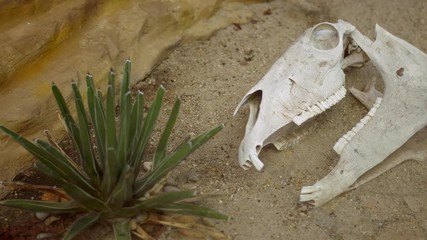 Horse skull in the desert laying on sand - Powered by Adobe