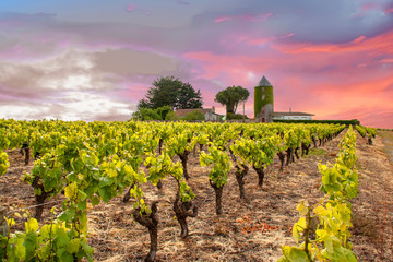 Fototapeta na wymiar Monnières . Vignoble nantais au printemps. Loire-Atlantique. Pays de Loire
