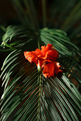 Different green plants in the greenhouse