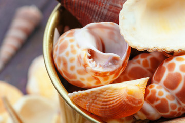 Sea shells. nature background.