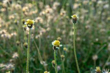 Coat buttons or Mexican daisy flower