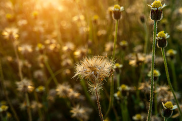 Coat buttons or Mexican daisy flower