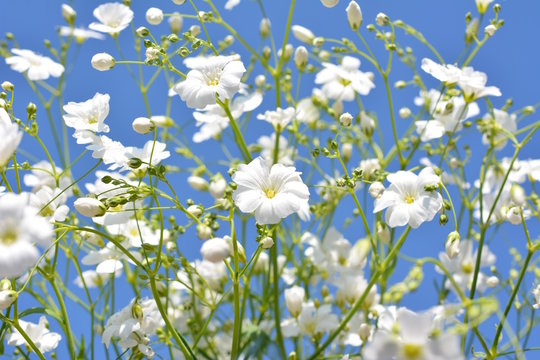 可愛い小花、白い花、カスミソウ、家庭園芸イメージ素材、青空
