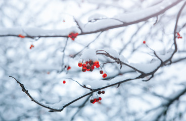 Viburnum tree in snow in the park. Winter nature background. Branches in ice.