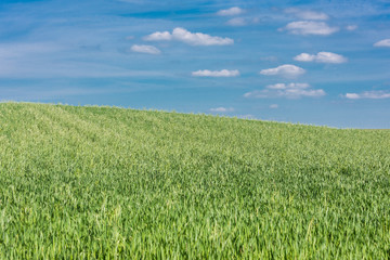 Green field with agriculture meadow and blue sky. Panoramic view to grass on the hill on sunny spring day