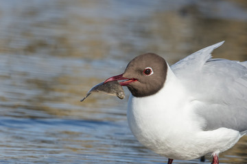 möwe mit scholle