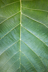 Texture of green leaf with veins .
