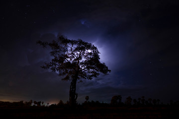 Silhouette tree in the night with rain cloud