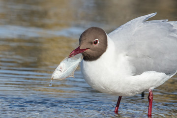 möwe