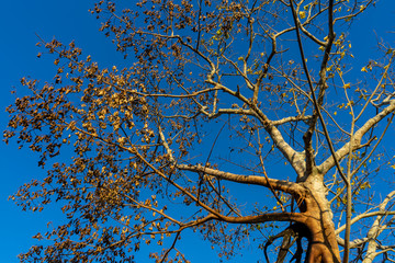 Silhouette Dead tree with sky background.