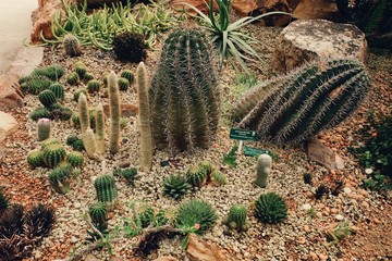 cactus in the desert