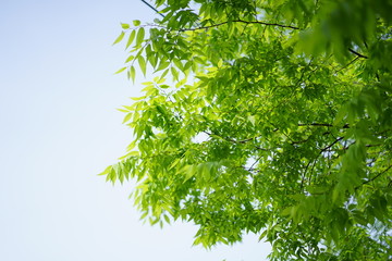 green