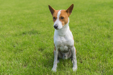 Dirty mature basenji dog sitting on a fresh lawn