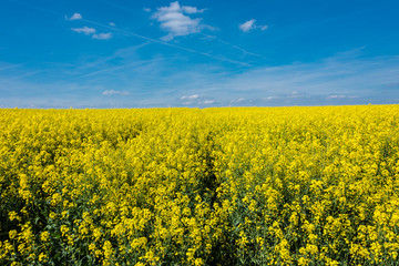Fototapeta premium Yellow field with rapeseed. Agricultural crops are watching there. Blue sky, beautiful warm day.