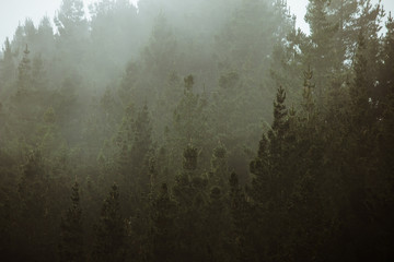 Misty landscape with forest in vintage style