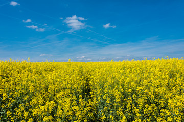 Obraz premium Yellow field with rapeseed. Agricultural crops are watching there. Blue sky, beautiful warm day.