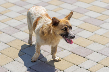 Outdoor portrait of cute mixed breed stray dog walking on a pavement