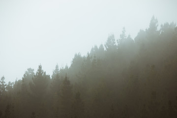 Misty landscape with forest in vintage style